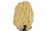 Fossil Triceratops Limb Section w/ Metal Stand - South Dakota #363618-1